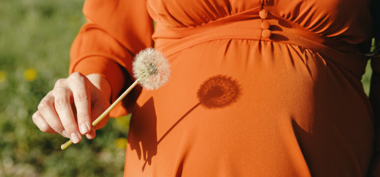 Portrait of an unrecognizable pregnant girl in an orange dress with a dandelion in her hand in a park.