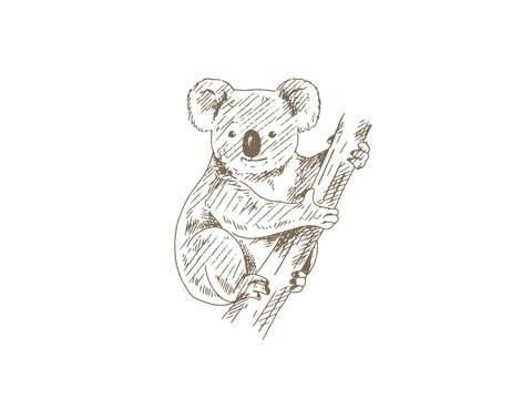 Hand Drawn Koala Illustration, Vintage Engraving Style