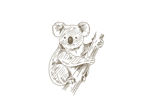 Hand Drawn Koala Illustration, Vintage Engraving Style
