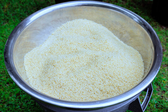 Large bowl holds freshly harvested rice collection process at farm during harvest time.