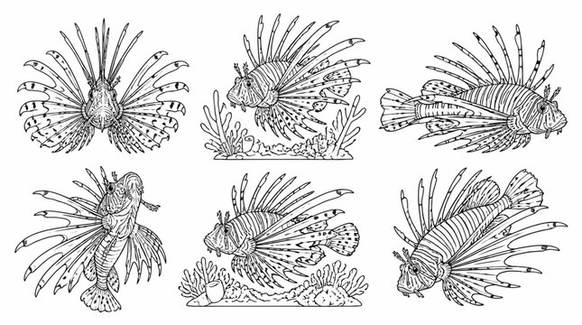 Lionfish ink drawings set in various poses and swimming styles