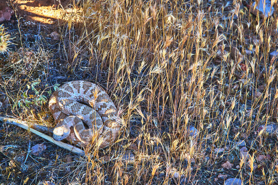 Rattlesnake Coiled in Dry Grasses Camouflaged in Desert Habitat Animal Close Up