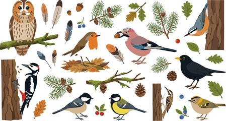 Cute Forest Birds Sticker Set with Owl Woodpecker Robin Jay and Titmouse Species with Pine Branches for Autumn Nature Graphic Design Elements © AntarChandra