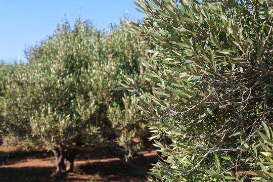 Olive tree branches fill the foreground of a sunlit olive grove in Crete, Greece. Rows of mature trees extend into the background.