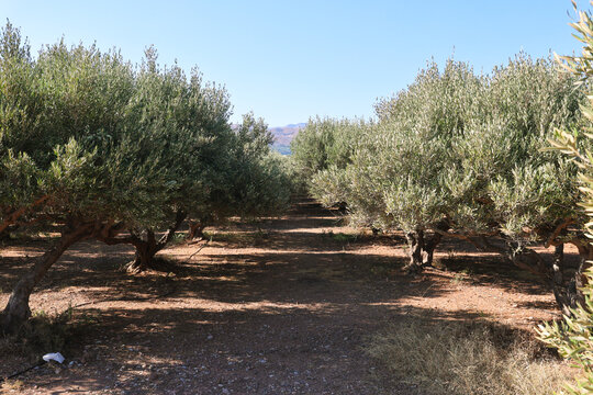 Neatly aligned rows of olive trees in Crete, Greece form a pathway through a sunlit orchard. Dry soil, dense foliage, distant hills and a clear blue sky create a peaceful agricultural landscape.