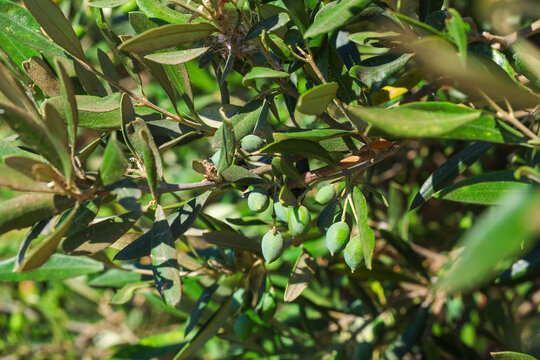 A close-up view of unripe green olives growing on a leafy branch in an olive grove in Crete, Greece. Bright sunlight highlights the fruit and foliage, emphasizing the region's agricultural heritage.
