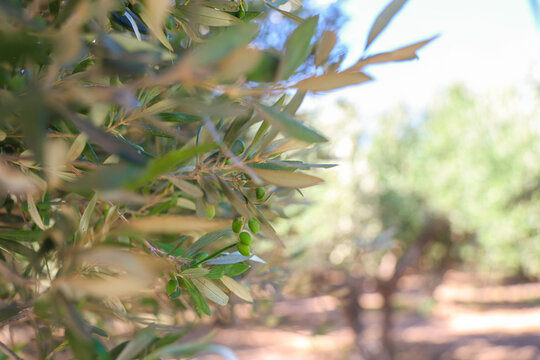 Green olives and silvery leaves are framed against a softly blurred olive grove in Crete, Greece. The shallow depth of field and natural light create a peaceful image of Mediterranean agriculture.