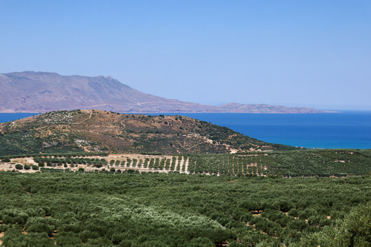 Expansive olive groves stretch across rolling hills in Crete, Greece, overlooking the Mediterranean Sea. Mountains, cultivated fields, and coastal scenery create a classic Cretan landscape.