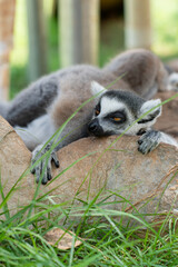 Obraz premium Ring-tailed lemur resting lazily on rock among green grass