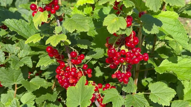 Video of a currant bush with ripe red currants in the garden on a summer day. Growing organic, vitamin-rich berries at dacha