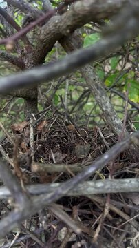 Empty bird nest surrounded by dry branches in forest