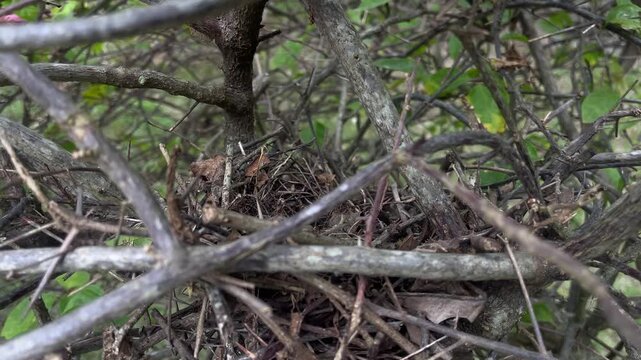 Empty bird nest hidden in tree branches in forest