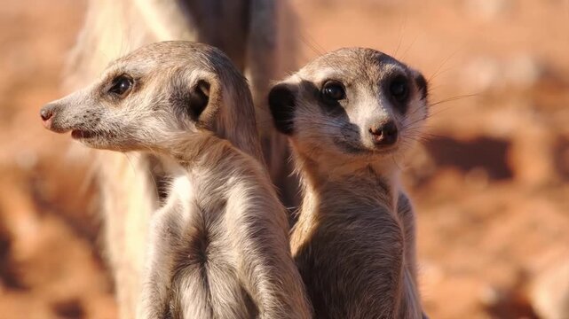 Two meerkats standing alert and looking around on sunny desert ground