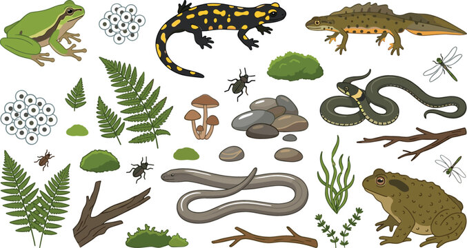 European Amphibians and Reptiles Sticker Set with Frog Salamander Newt Toad and Snake for Nature and Biology Educational Graphic Design Elements