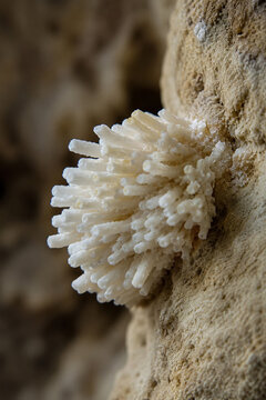 AI generated white coral like crystal formation growing natural rock surface detailed mineral texture for geology science education natural research