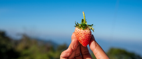 Red strawberry hand holding berry. Berry Fruit garden freshness juicy ingredient. Farmer picking strawberry in hand blue sky backgrounds. Organic farm harvesting strawberry plant agricultural outdoor © aFotostock