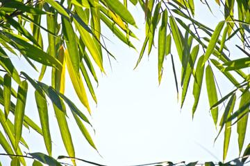 Naklejka premium Fresh green bamboo leaves frame against bright sky with central copy space