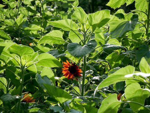 A close-up view of a single, dark red sunflower peeking out from a dense patch of vibrant green foliage. The sun illuminates the leaves and petals, creating a natural, somewhat shadowed scene.