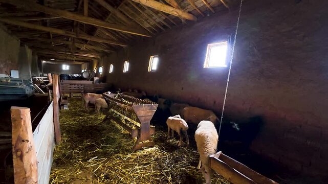 Flock of Sheep and Lambs Eating Fresh Hay from Wooden Feeder Inside Traditional Countryside Barn Interior with Natural Sunlight