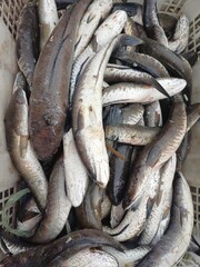 Obraz premium Elongated slender dried fish piled densely inside perforated plastic basket. Seafood food concept 