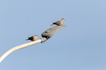 Tan agustito en la farola. Tórtolas turcas o palomas de collar "Streptopelia decaocto" © FranciscoJose