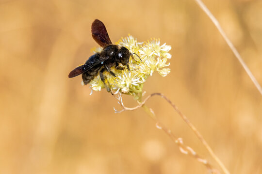 Unos de los que m&aacute;s efectivos son polinizando flores. Abeja carpintera o abejorro carpintero "abejorro negro"