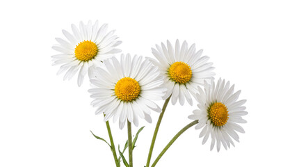 Obraz premium White Daisies With Yellow Centers Close Up.