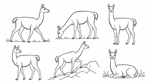 Llama and guanaco line art collection in various poses, minimalist nature sketches