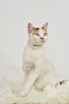 A Behavior and a cute expression of a domestic cat with black and yellow accent on tail and face 
