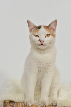 A Behavior and a cute expression of a domestic cat with black and yellow accent on tail and face 