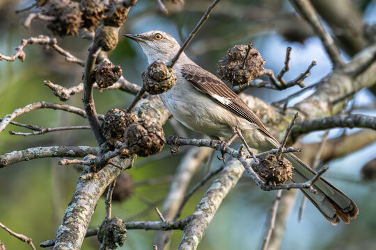 Northern mockingbird perched in a dead gum tree.
