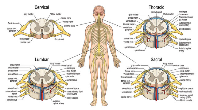 Detailed anatomical illustration of the human central nervous system featuring spinal cord cross sections and nerve pathways