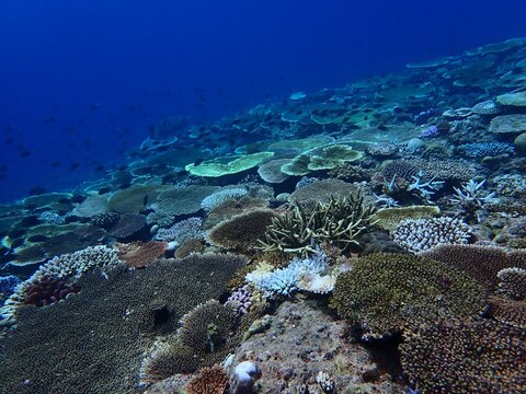 見渡す限りの美しいテーブルサンゴの群落、海底の生態系と広大な海