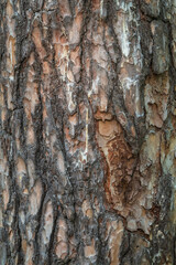 Old wood pine bark texture or background. © Dmitrii Potashkin