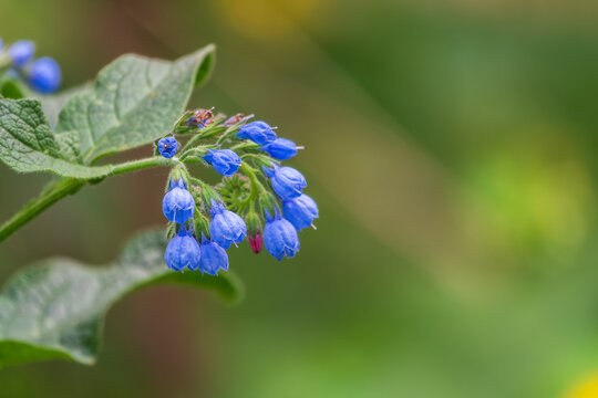 Beautiful blue flowers of Symphytum caucasicum, also known as Caucasian comfrey, blooming in spring park