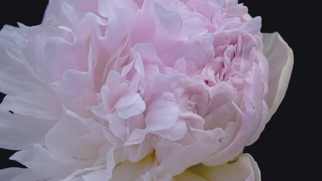 Timelapse of pink peony flower blooming on black background	