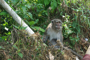 a long-tailed macaque monkey sitting in the dense green bushes of natural forest plants. its distinctive gray plumage, white chest, and expressive facial features in its natural habitat © Abu Tami