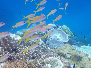 サンゴ礁の上を泳ぐ黄色い魚の群れ、美しい海中の生態系 © INF.Blue