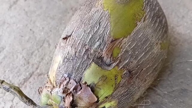 Aceria Guerreronis Coconut Mite Damage on Green Coconut Husk, Close Up Forward Dolly Shot of Plant Pathogen Infection in Tropical Plantation