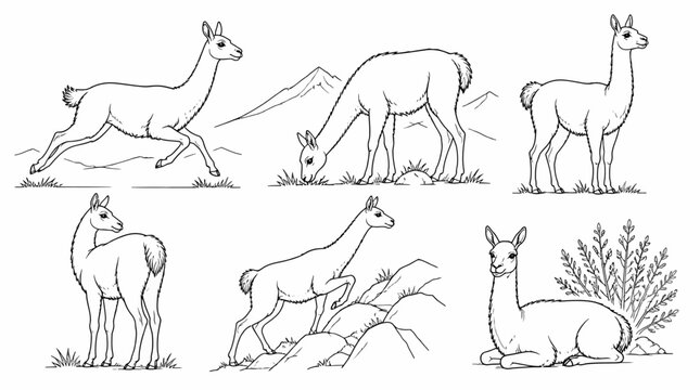 Guanaco animal set in various natural poses, line art illustration