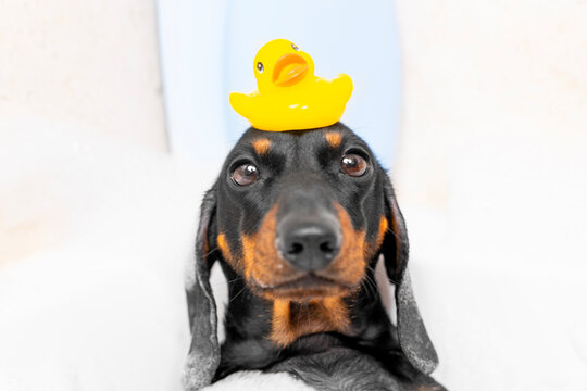 Front portrait of a black and tan dachshund dog in a bubble bath looking ahead with a yellow rubber duck perched on head, calm pet washing, grooming and hygiene humor.