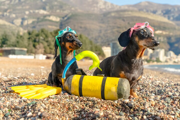 Two black and tan dachshund dogs in colorful diving masks sitting with scuba tank and flippers on a pebble beach by the sea, waiting for snorkeling adventure on summer vacation. © Masarik