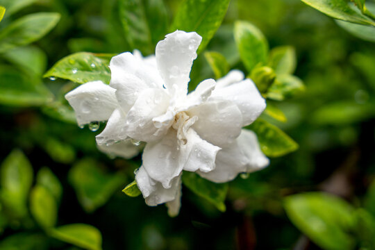 Delicate white gardenia flower with dewy petals blooming among glossy green leaves in a lush summer garden.