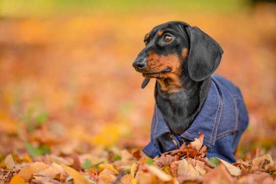 Black and tan dachshund dog in a denim jacket sitting in yellow fallen foliage against a blurred autumn forest background, calm gentle look, cozy seasonal pet walk.