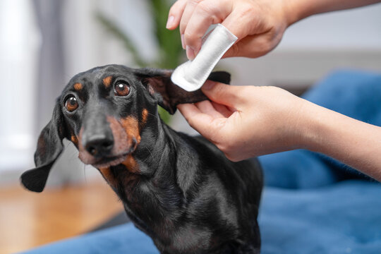 Caring hand cleaning the floppy ear of a calm black dachshund dog with a cotton pad during a gentle home grooming routine