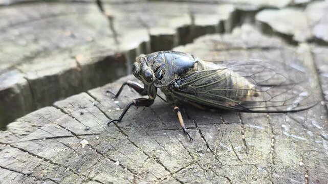 
​Emerging Cicada Drying Wings and Taking Off from Wooden Log Close Up

