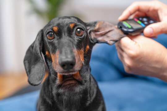 Owner hand holding a small testing meter for insulin and glucose levels in the blood against the ear of an alert black dachshund dog during an at home health screening.