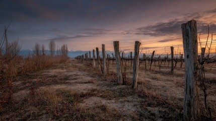 Obraz premium Vineyard rows at sunset landscape