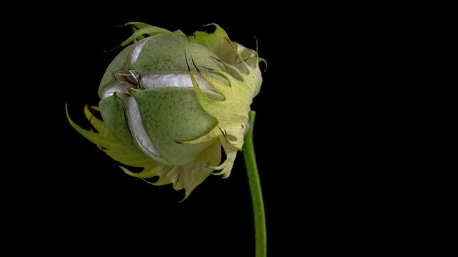 The ripe cotton boll opening and revealing fluffy cotton flower. Opened cotton is ready for harvesting. Growing and harvesting cotton