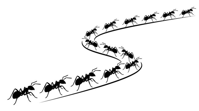 Ants walking in a line.